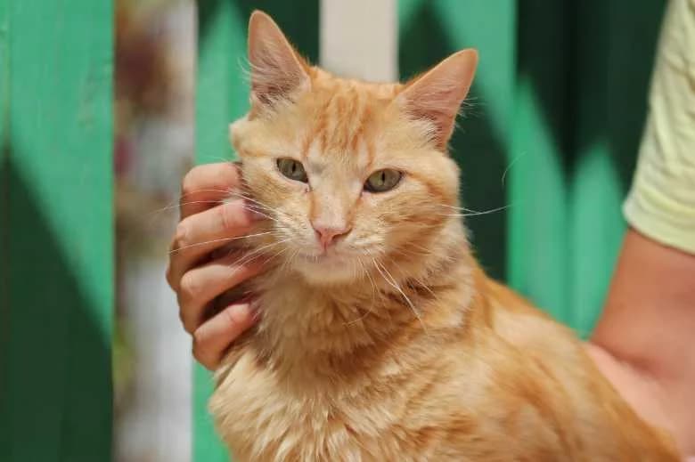 Milo, Mixed Breed for adoption at Arche Noah e.V., Bensheim