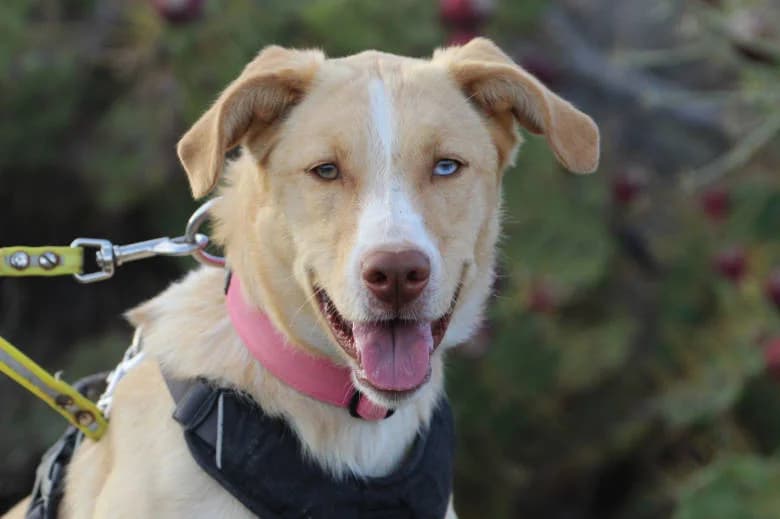 Mia, Mixed Breed for adoption at Arche Noah e.V., Bensheim
