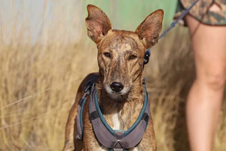 Raiko, Mixed Breed for adoption at Arche Noah e.V., Bensheim