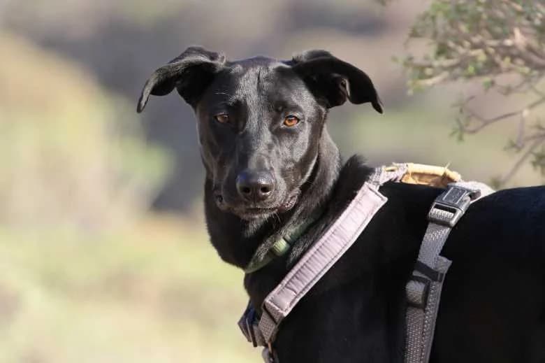 Resa, Mixed Breed for adoption at Arche Noah e.V., Bensheim