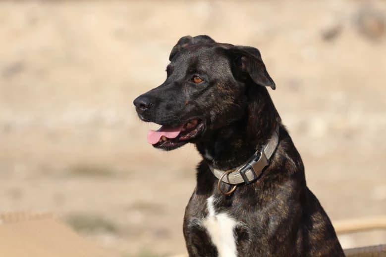 Saik, Mixed Breed for adoption at Arche Noah e.V., Bensheim