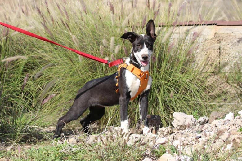 Sheila, Mixed Breed for adoption at Arche Noah e.V., Bensheim