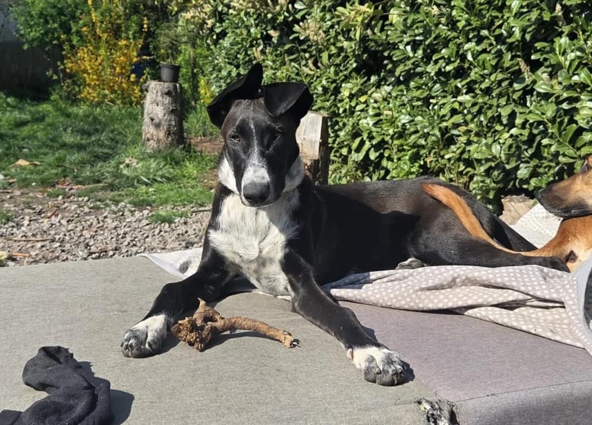 Shiva, Mixed Breed for adoption at Arche Noah e.V., Bensheim