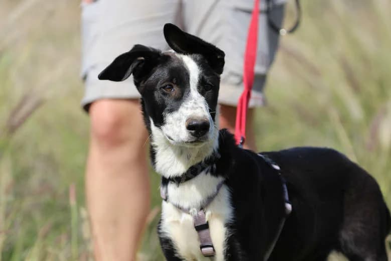 Sunny, Mixed Breed for adoption at Arche Noah e.V., Bensheim