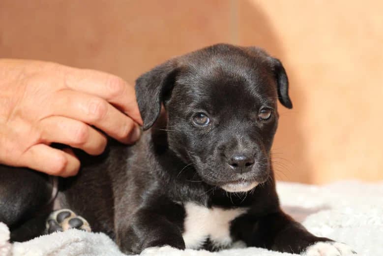 Ulani, Mixed Breed for adoption at Arche Noah e.V., Bensheim