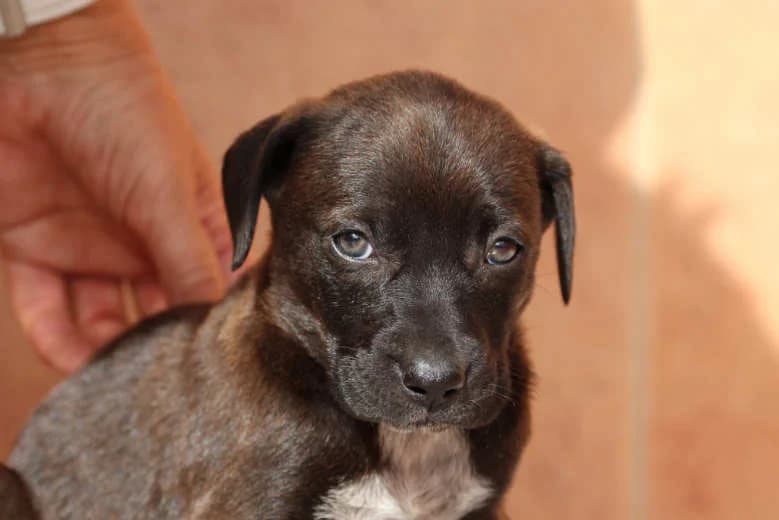 Uriel, Mixed Breed for adoption at Arche Noah e.V., Bensheim