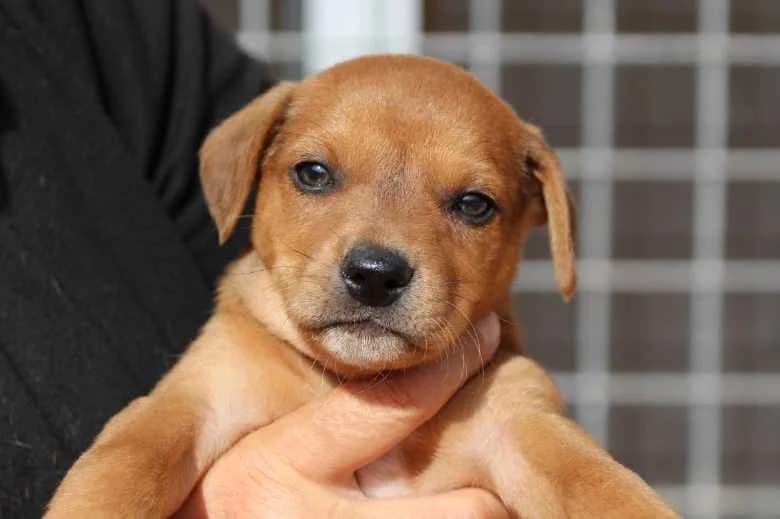 Urmel, Mixed Breed for adoption at Arche Noah e.V., Bensheim