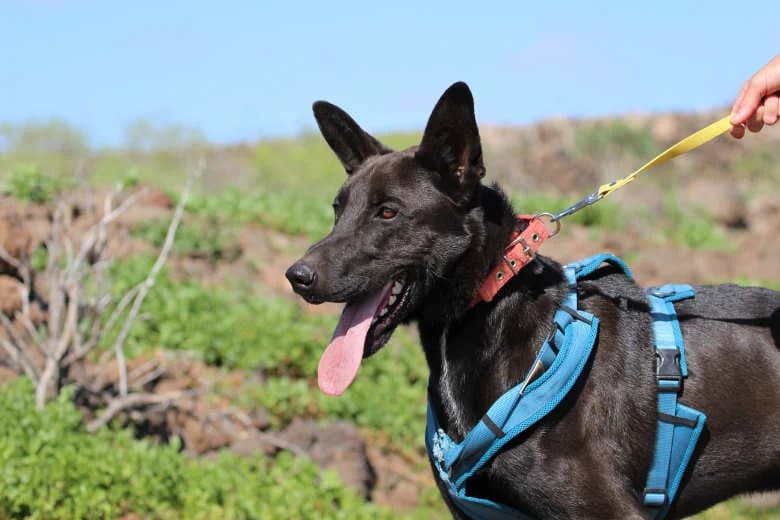 Yogui, Mixed Breed for adoption at Arche Noah e.V., Bensheim