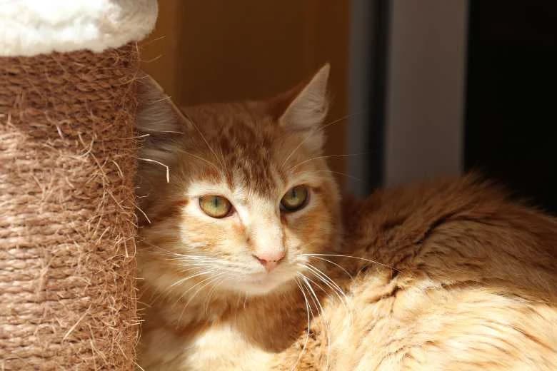 Zeus, Mixed Breed for adoption at Arche Noah e.V., Bensheim