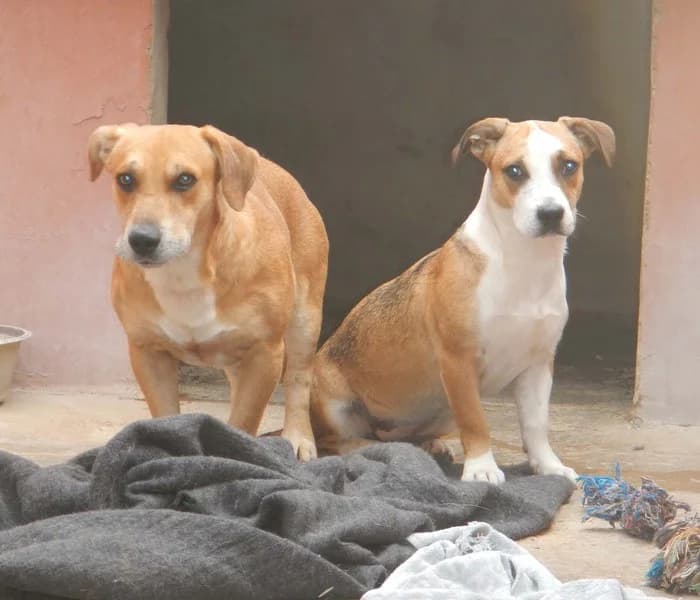 Lotte, senior Mixed Breed for adoption at Arme Hunde – Gran Canaria, München