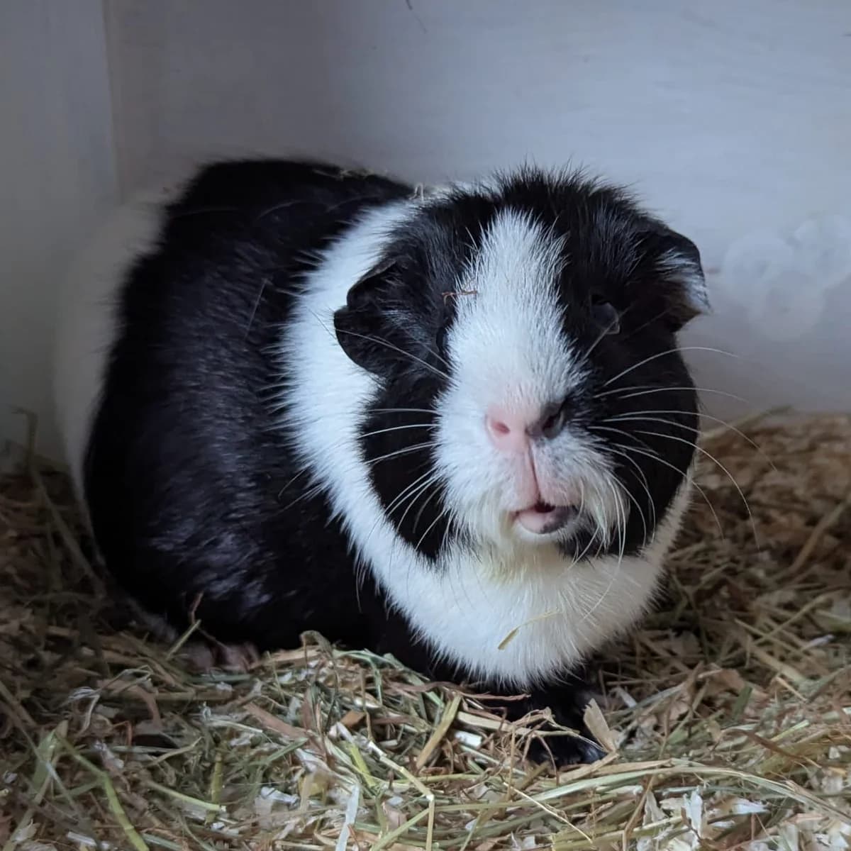 Florian, male 6yo mixed breed for adoption at Artgerecht Tierschutz e.V., Langen