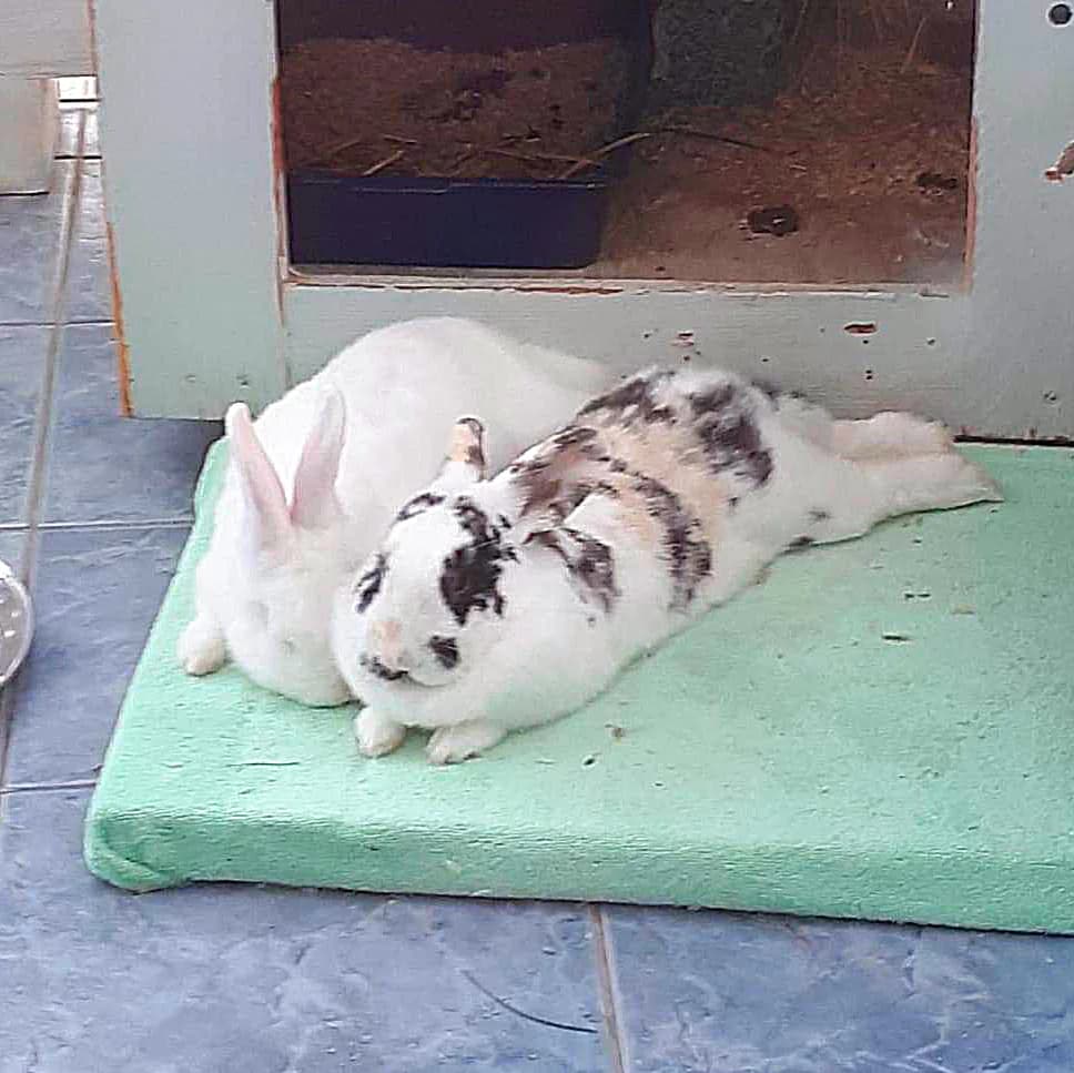 Hope & Arnold, female 5yo mixed breed for adoption at Artgerecht Tierschutz e.V., Langen