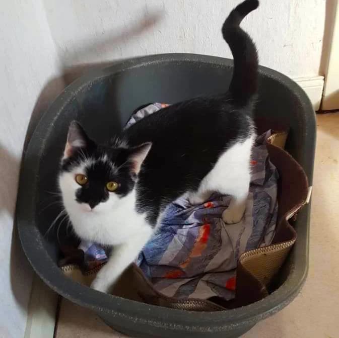 Karlchen & Bubi, male 4yo mixed breed for adoption at Artgerecht Tierschutz e.V., Langen