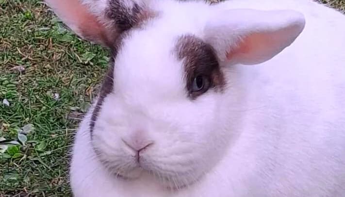 Julchen, female 5yo mixed breed for adoption at Artgerecht Tierschutz e.V., Langen