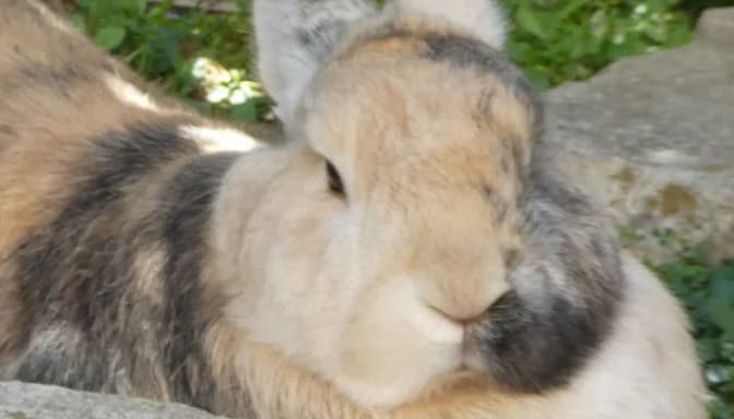 Julchen, female 5yo mixed breed for adoption at Artgerecht Tierschutz e.V., Langen