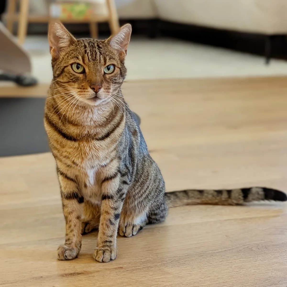 Rio, male 7yo Bengal for adoption at Artgerecht Tierschutz e.V., Langen