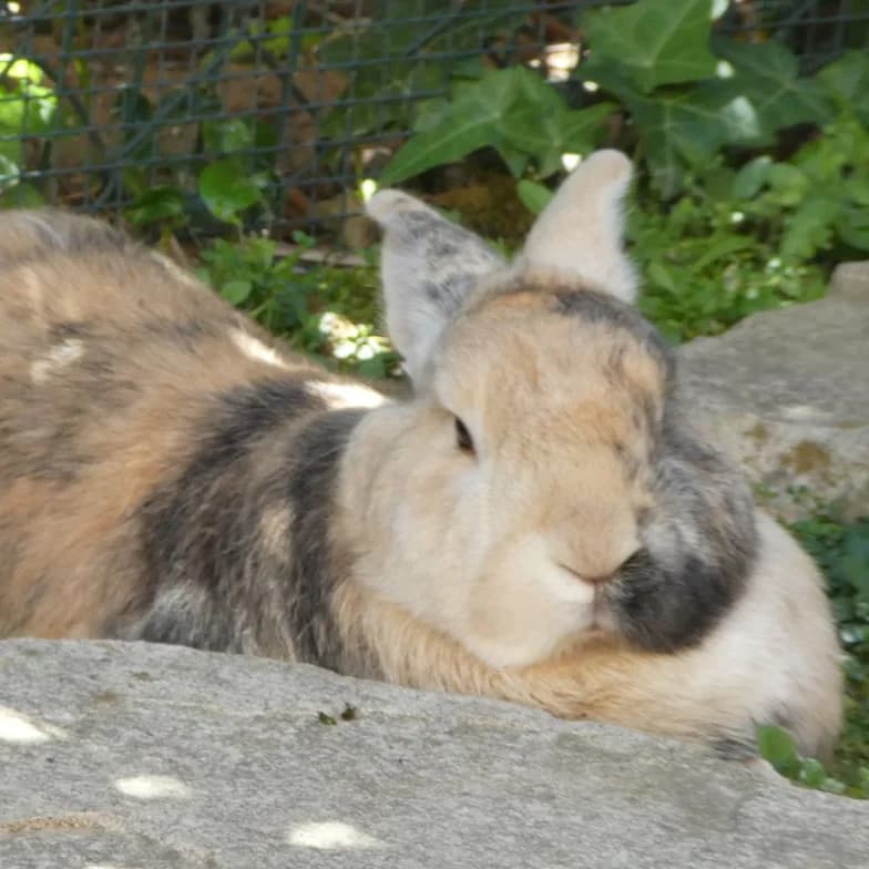 Snickers, male 5yo mixed breed for adoption at Artgerecht Tierschutz e.V., Langen