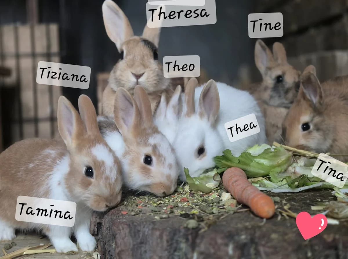 Theres & Kids, female young mixed breed for adoption at Artgerecht Tierschutz e.V., Langen
