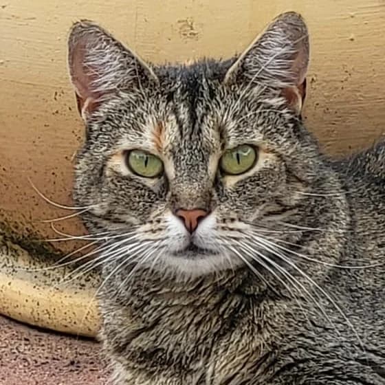 Redneck, female 7yo mixed breed for adoption at Artgerecht Tierschutz e.V., Langen
