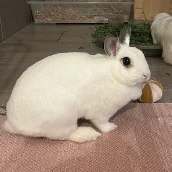 Kleo, female 4yo mixed breed for adoption at Artgerecht Tierschutz e.V., Langen