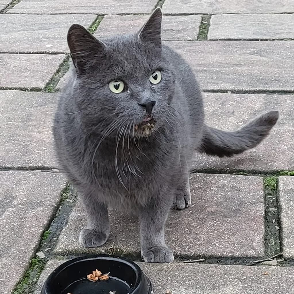 Blue, male senior mixed breed for adoption at Artgerecht Tierschutz e.V., Langen