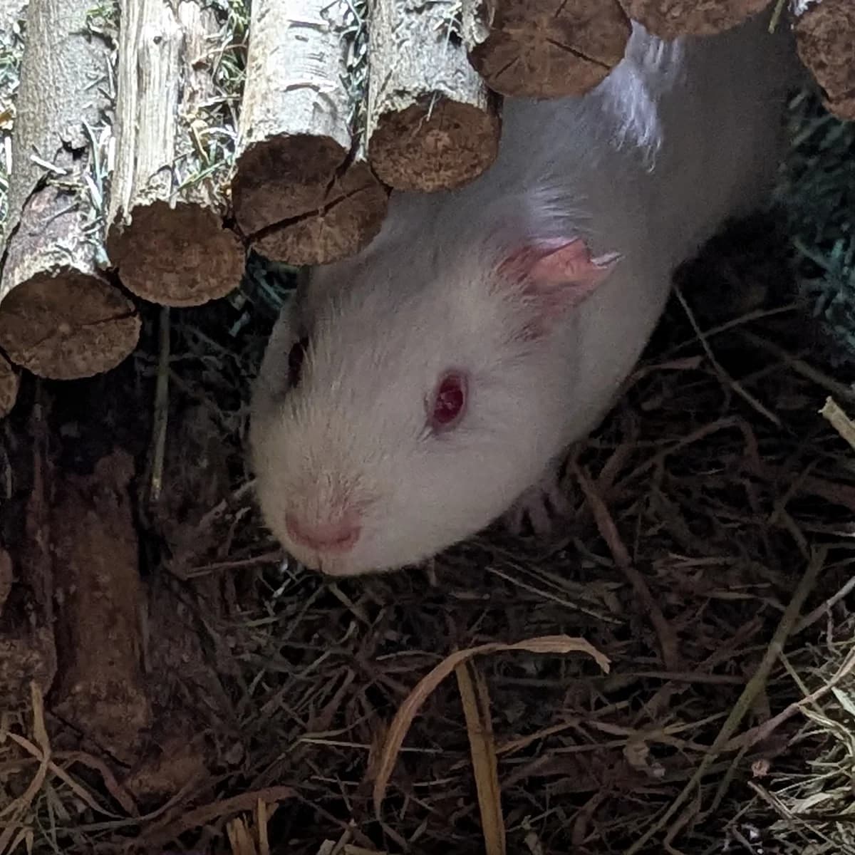 Labor-Meerschweinchen, weiß female young mixed breed for adoption at Artgerecht Tierschutz e.V., Langen