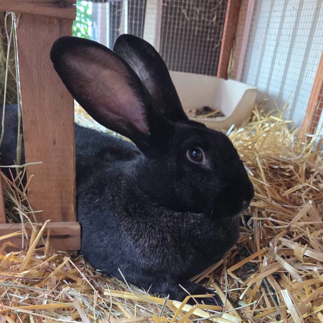 Lümmeline, female 3yo mixed breed for adoption at Artgerecht Tierschutz e.V., Langen
