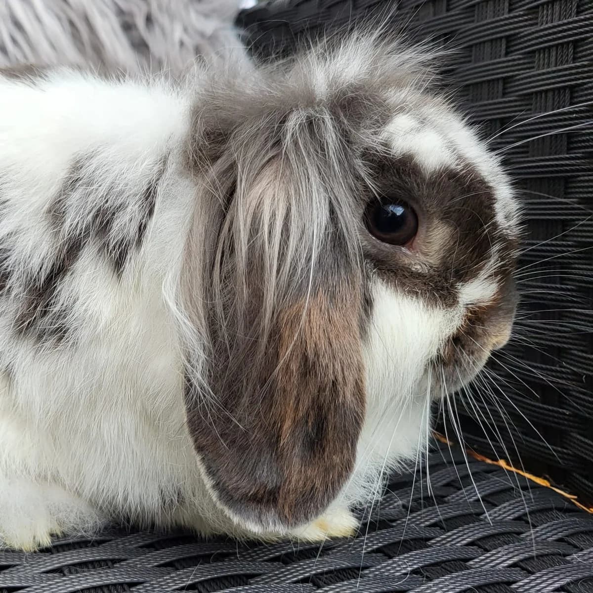 Clea, female 3yo mixed breed for adoption at Artgerecht Tierschutz e.V., Langen