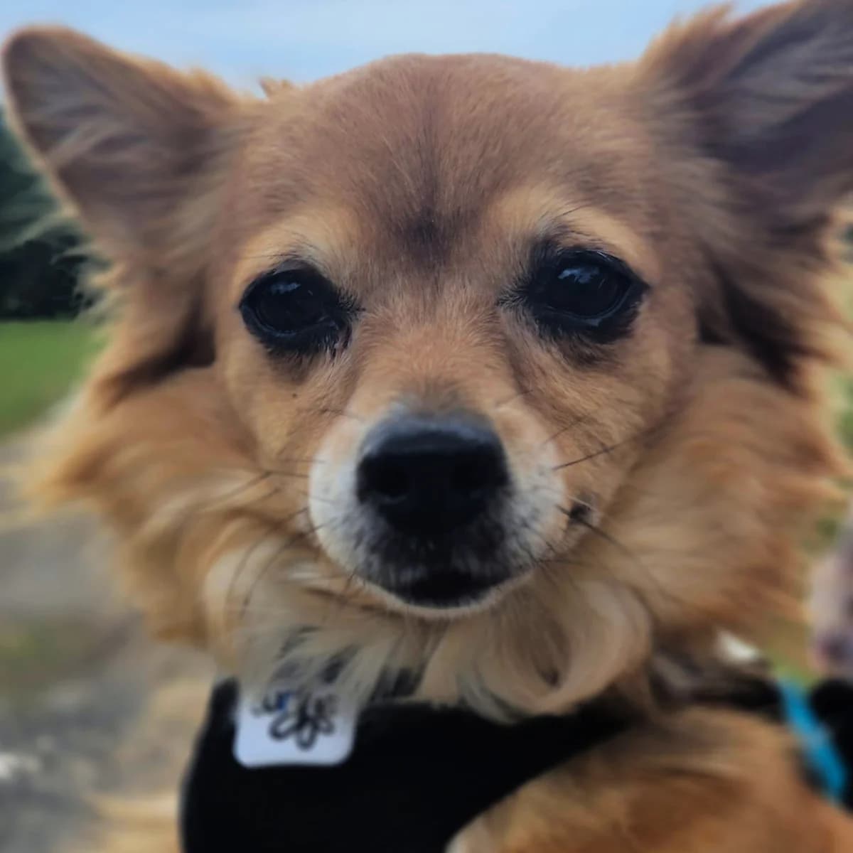 Foxy, female senior Yorkshire Terrier for adoption at Artgerecht Tierschutz e.V., Langen