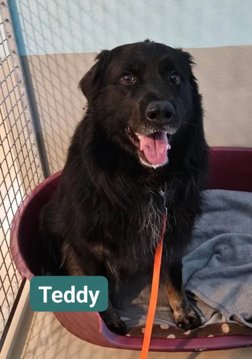 Teddy❤️, male Mixed Breed for adoption at ASPCA Aue Schwarzenberg, Bockau