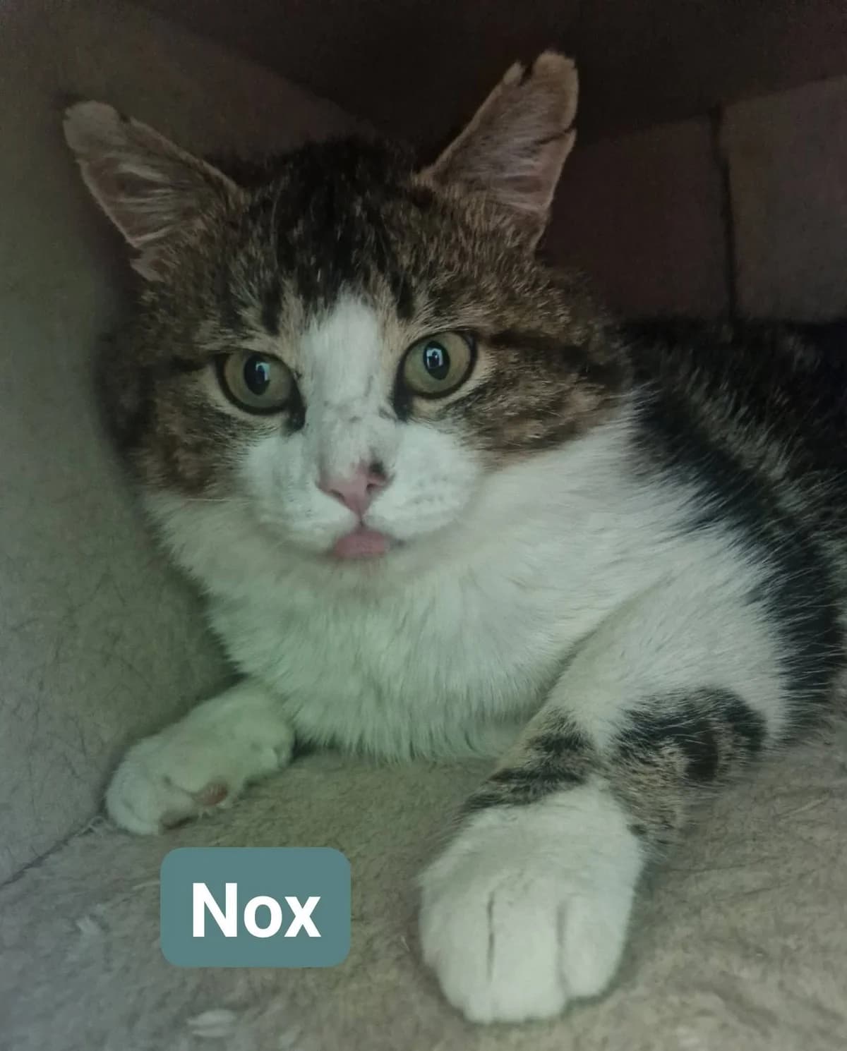 Nox, male 5yo Mixed Breed for adoption at ASPCA Aue Schwarzenberg, Bockau