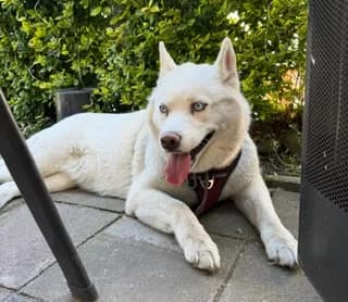 Husky-Hündin❣️, female 5yo Mixed Breed for adoption at ASPCA Aue Schwarzenberg, Bockau