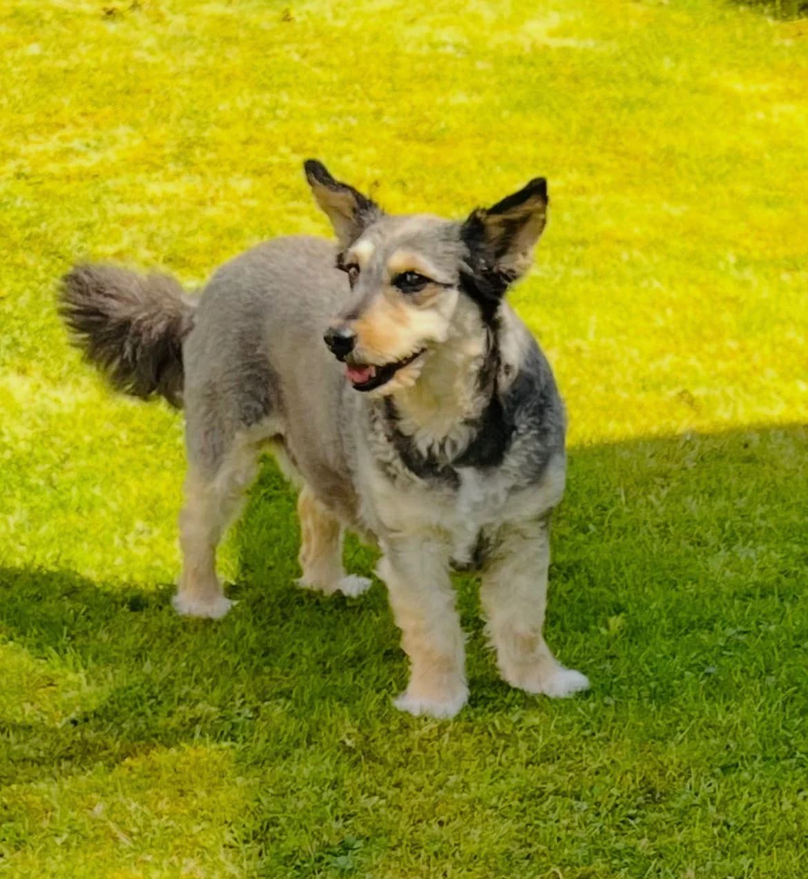Merle❣️, merle female senior Mixed Breed for adoption at ASPCA Aue Schwarzenberg, Bockau