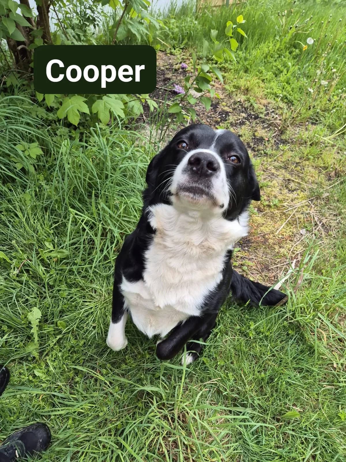 Cooper❤️, male Mixed Breed for adoption at ASPCA Aue Schwarzenberg, Bockau