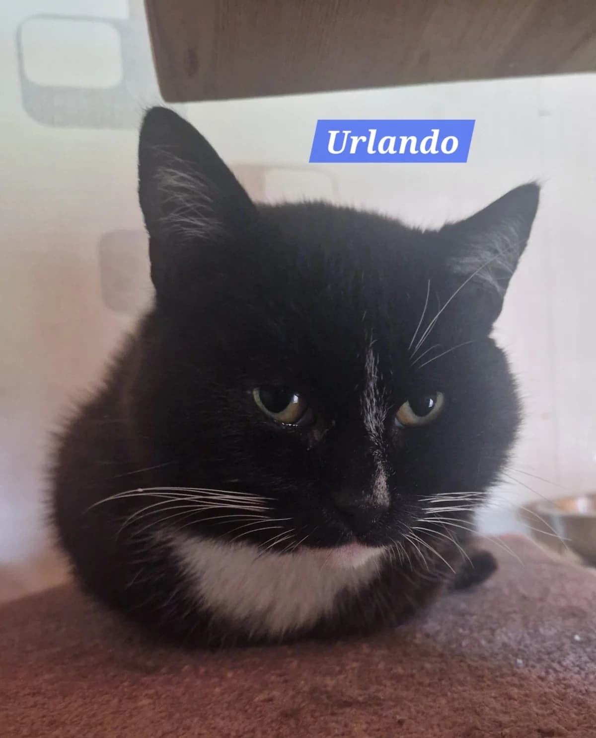 Urlando❤️, male 7yo Mixed Breed for adoption at ASPCA Aue Schwarzenberg, Bockau