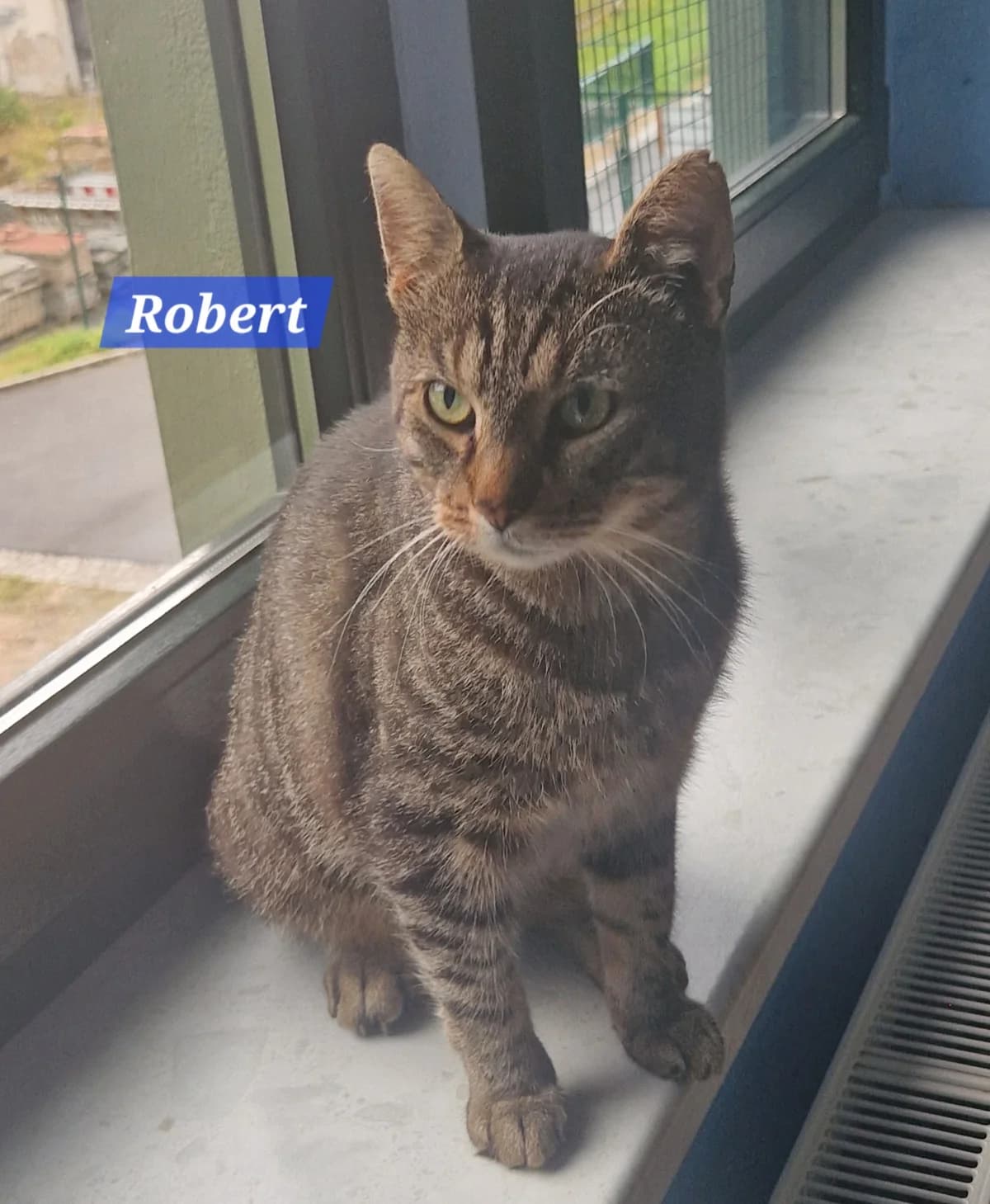 Robert❤️(reserviert), male Mixed Breed for adoption at ASPCA Aue Schwarzenberg, Bockau