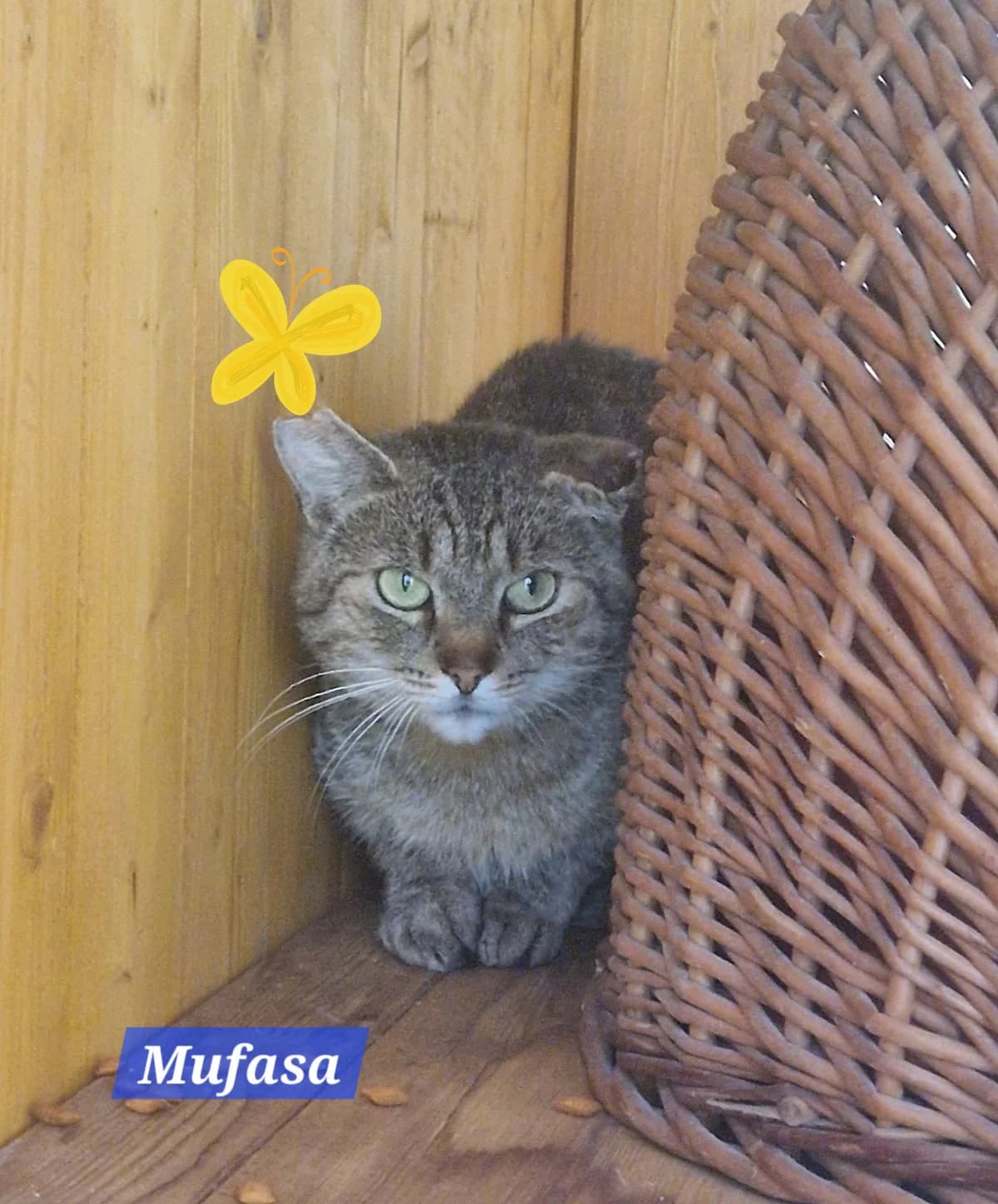 Mufasa❤️(Pflege/Endstelle), male young Mixed Breed for adoption at ASPCA Aue Schwarzenberg, Bockau