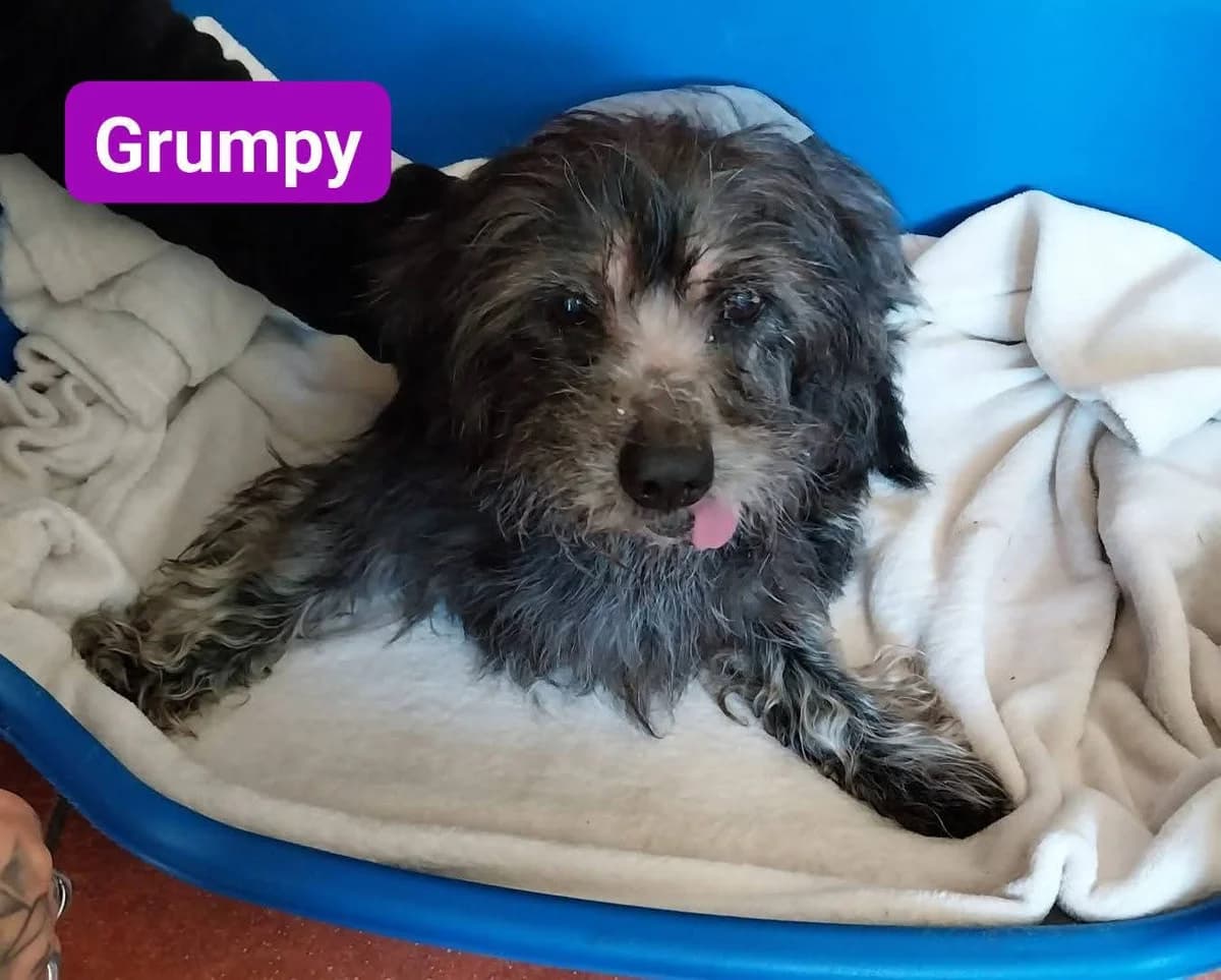 Grumpy❤️, male senior Mixed Breed for adoption at ASPCA Aue Schwarzenberg, Bockau