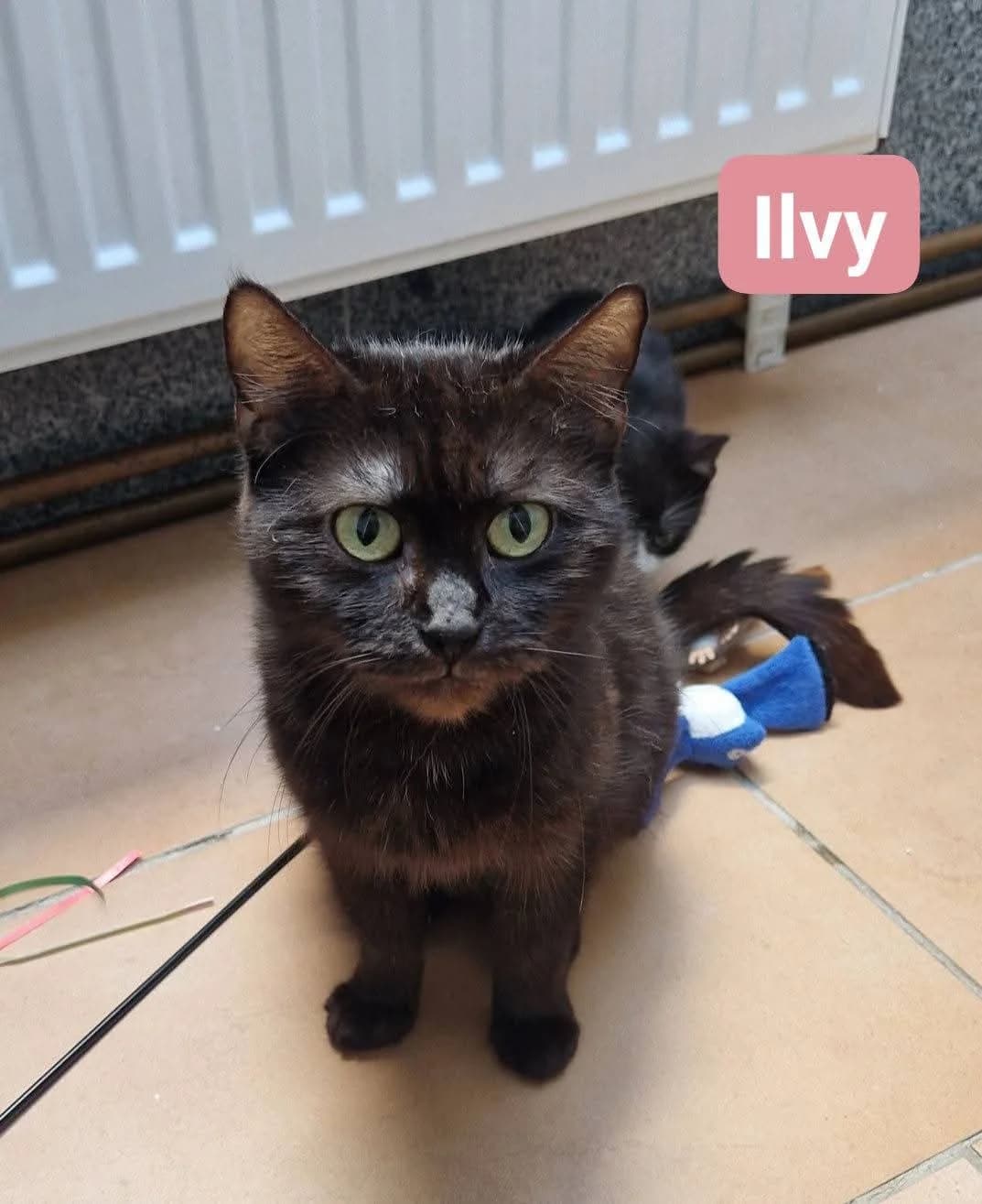 Ilvy❤️, senior Mixed Breed for adoption at ASPCA Aue Schwarzenberg, Bockau