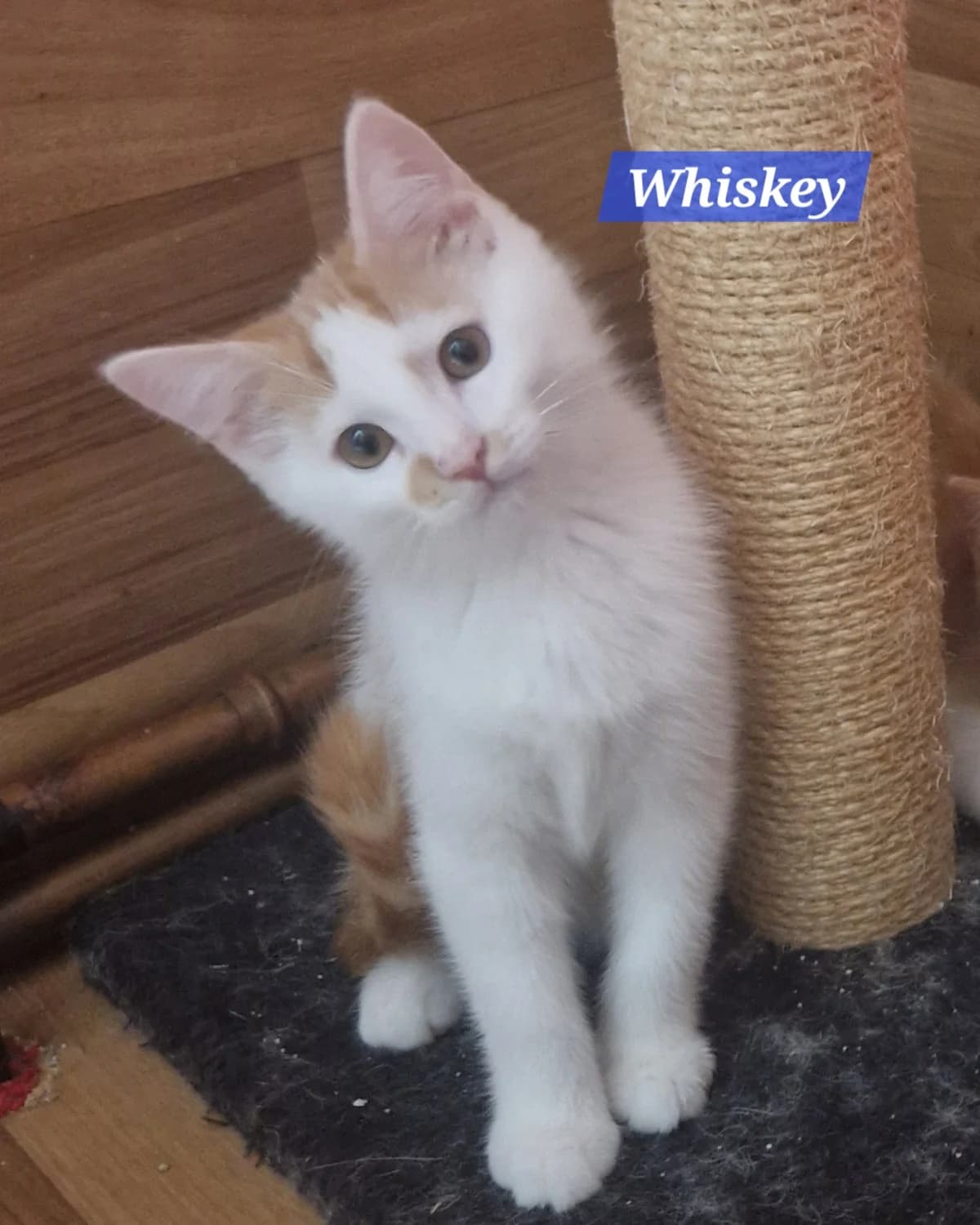Winnie und Wuschel❤️, Mixed Breed for adoption at ASPCA Aue Schwarzenberg, Bockau