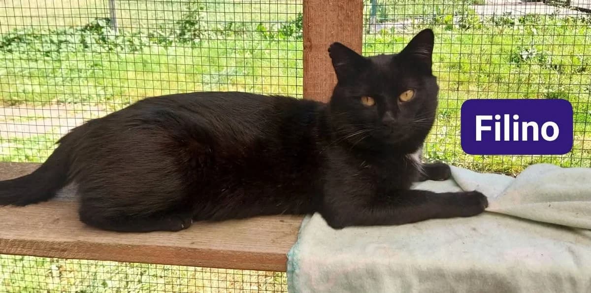 Filino❤️, 4yo Mixed Breed for adoption at ASPCA Aue Schwarzenberg, Bockau