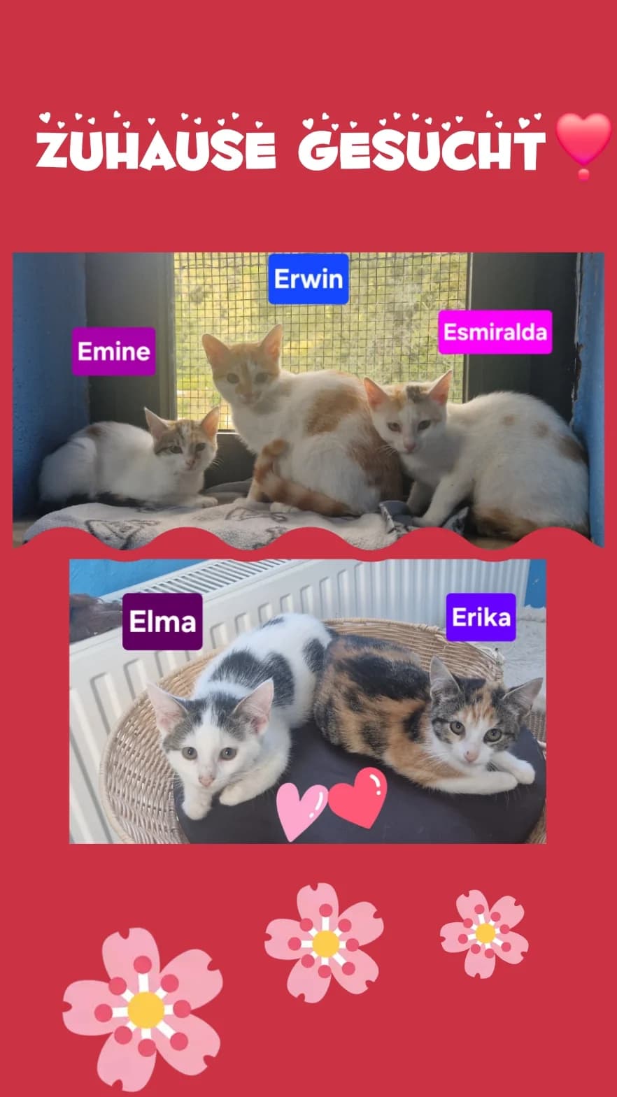 Esmiralda und Erwin β£οΈ, puppy Mixed Breed for adoption at ASPCA Aue Schwarzenberg, Bockau