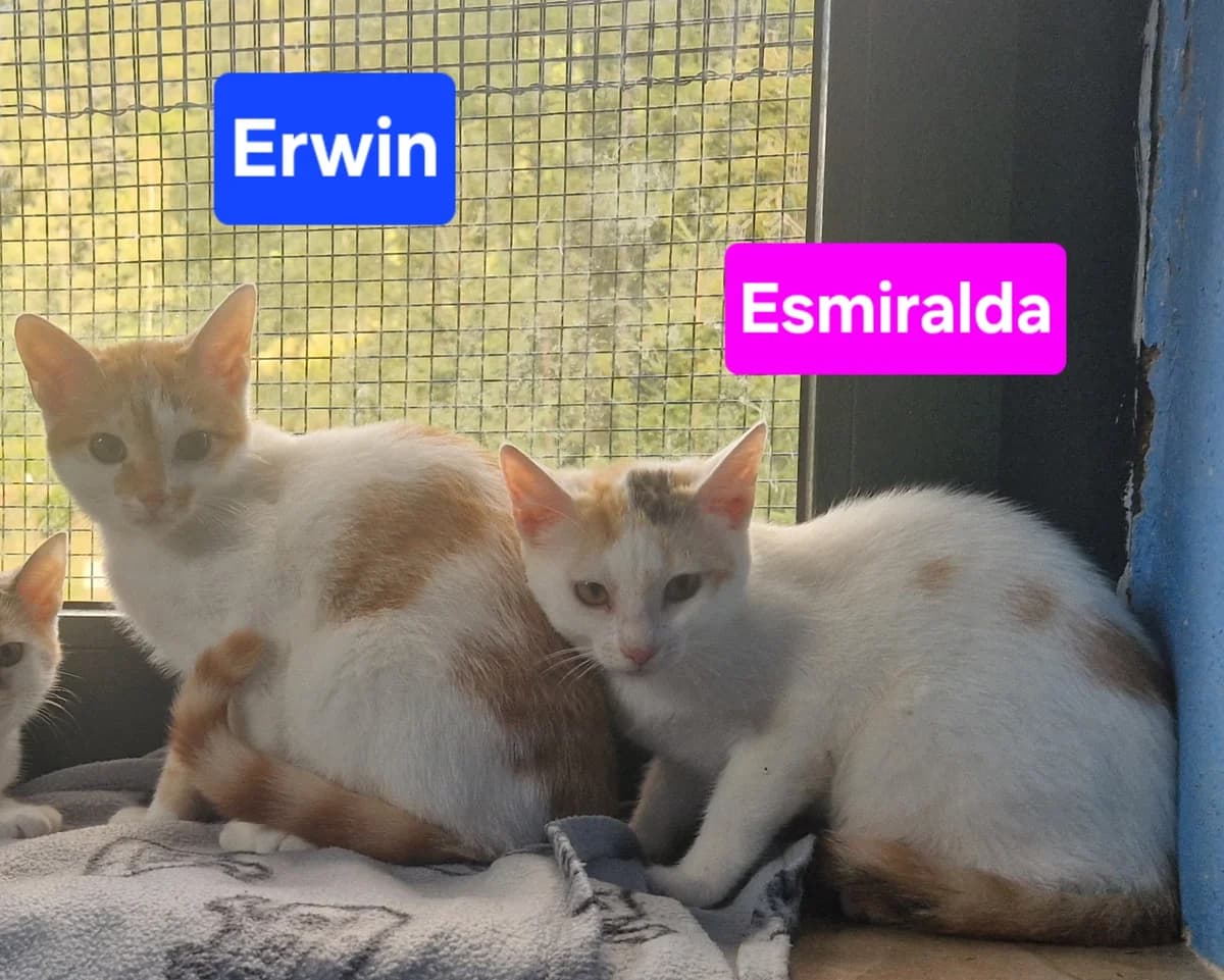 Esmiralda und Erwin ❣️, puppy Mixed Breed for adoption at ASPCA Aue Schwarzenberg, Bockau