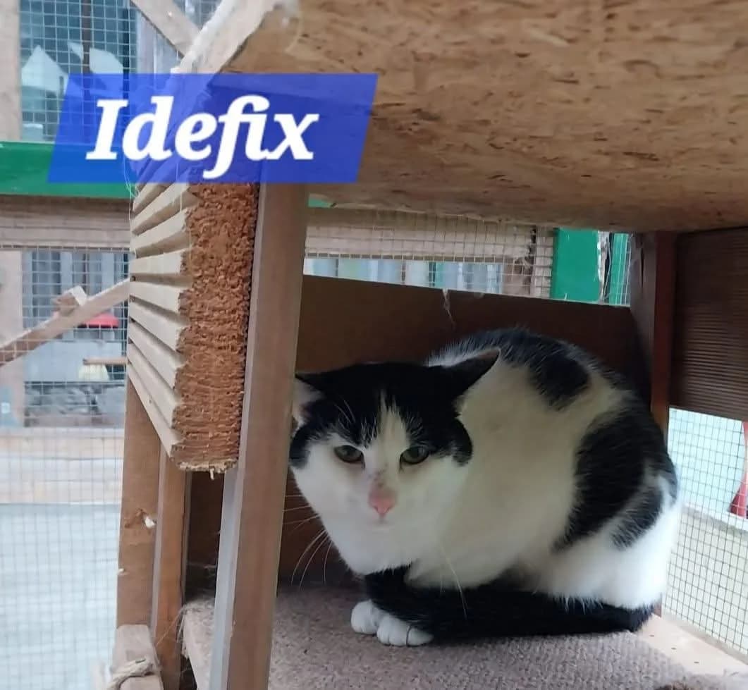 Idefix❤️, male 5yo Mixed Breed for adoption at ASPCA Aue Schwarzenberg, Bockau