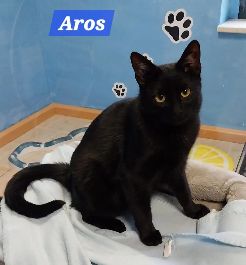 Anna und Aros❤️(reserviert), young Mixed Breed for adoption at ASPCA Aue Schwarzenberg, Bockau