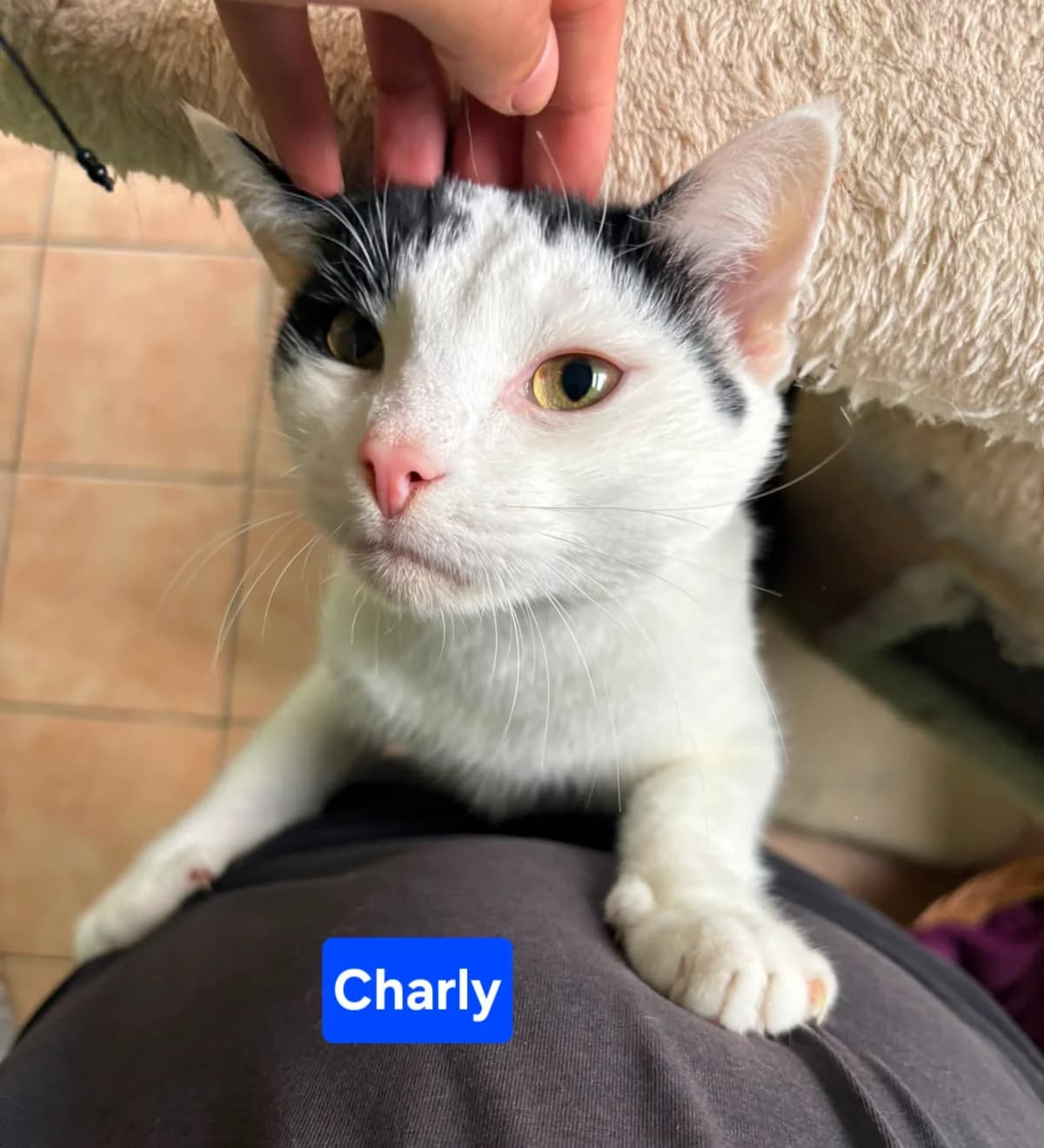 Charly(reserviert), male 4yo Mixed Breed for adoption at ASPCA Aue Schwarzenberg, Bockau