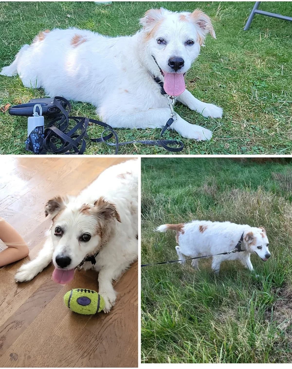Mira❤️, female senior Mixed Breed for adoption at ASPCA Aue Schwarzenberg, Bockau