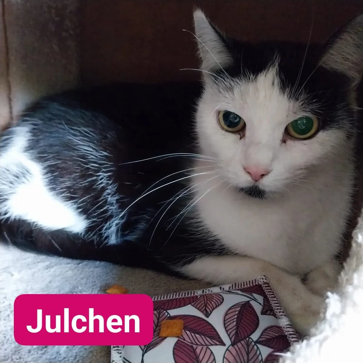 Julchen❤️, senior Mixed Breed for adoption at ASPCA Aue Schwarzenberg, Bockau