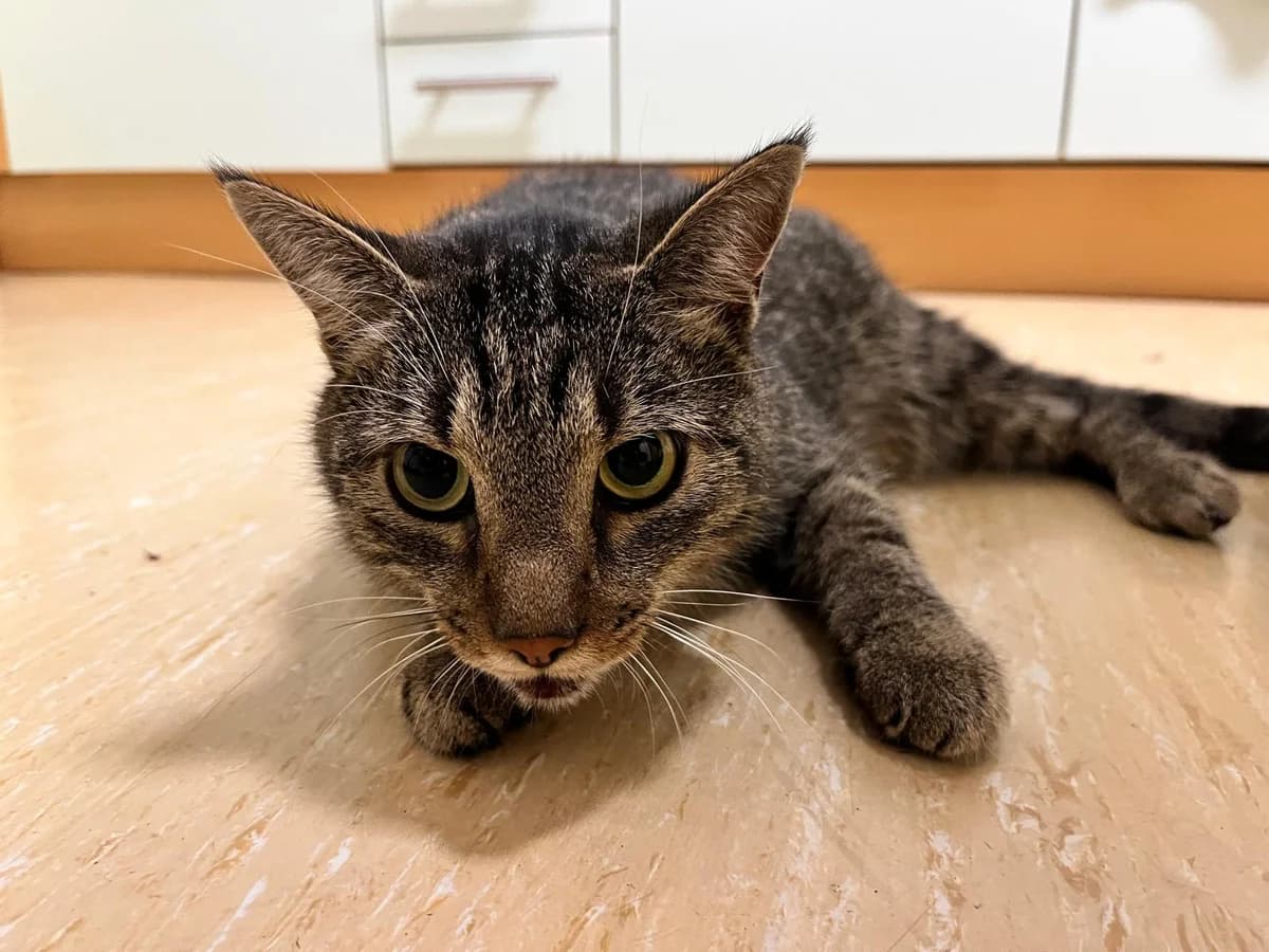 Fundkater Sosa❤️, male Mixed Breed for adoption at ASPCA Aue Schwarzenberg, Bockau