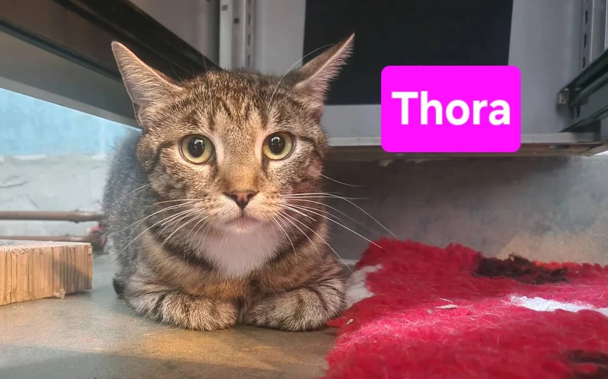 Tiffy, Thora, Tapsi❤️, 3yo Mixed Breed for adoption at ASPCA Aue Schwarzenberg, Bockau